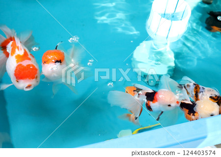 Many Kind of Goldfish Many Kind of Goldfish 124403574