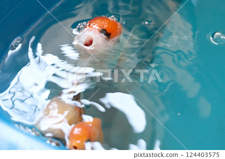 Many Kind of Goldfish Many Kind of Goldfish 124403575