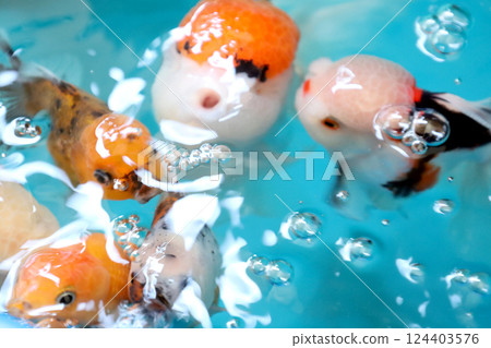 Many Kind of Goldfish Many Kind of Goldfish 124403576