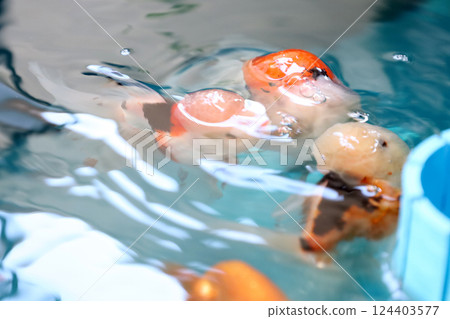 Many Kind of Goldfish 124403577