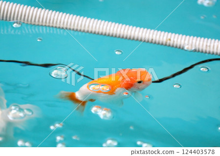 Many Kind of Goldfish Many Kind of Goldfish 124403578