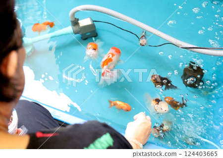 Group of Goldfish Group of Goldfish 124403665