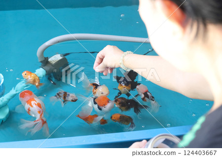 Group of Goldfish 124403667