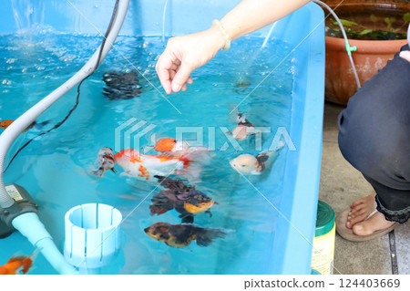 Group of Goldfish 124403669