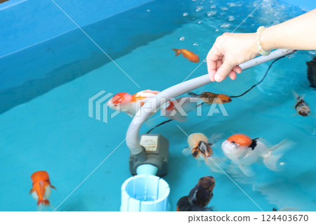 Group of Goldfish Group of Goldfish 124403670
