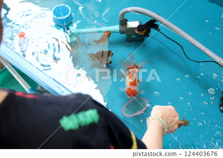 Group of Goldfish 124403676