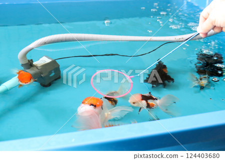 Group of Goldfish Group of Goldfish 124403680