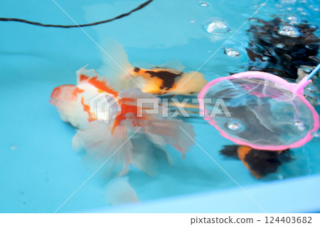 Group of Goldfish Group of Goldfish 124403682