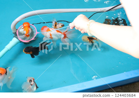 Group of Goldfish 124403684