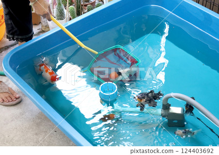 Group of Goldfish Group of Goldfish 124403692