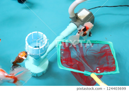 Group of Goldfish 124403699