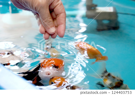 Group of Goldfish Group of Goldfish 124403753