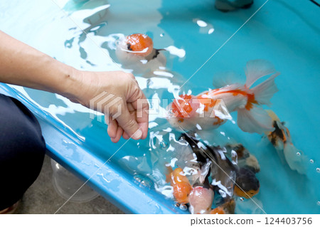 Group of Goldfish Group of Goldfish 124403756