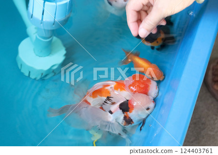 Group of Goldfish 124403761
