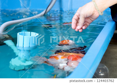 Group of Goldfish 124403762