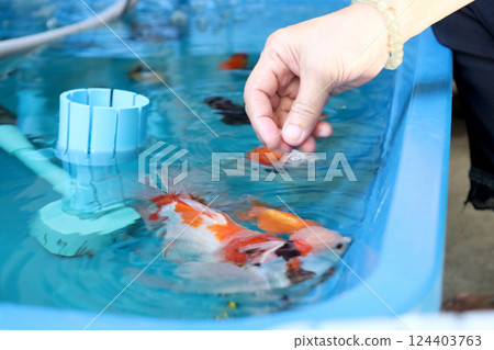Group of Goldfish Group of Goldfish 124403763