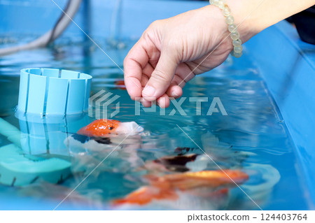 Group of Goldfish 124403764