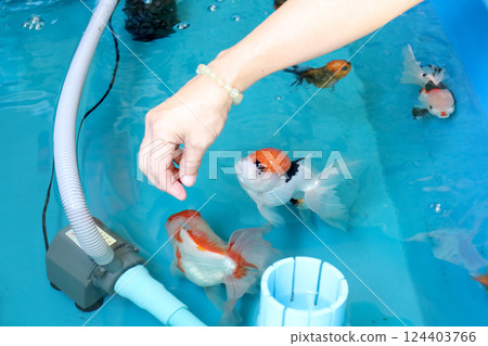 Group of Goldfish 124403766