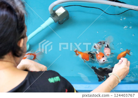 Group of Goldfish 124403767
