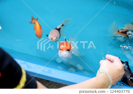 Group of Goldfish 124403770