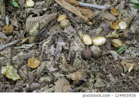Nuts picked up in the autumn forest 124403916