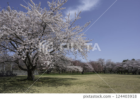 A park with cherry blossoms in full bloom 124403918