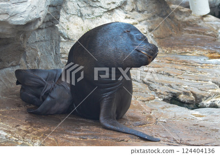 Sea Lion Resting on Rocks Marine Wildlife Photography 124404136