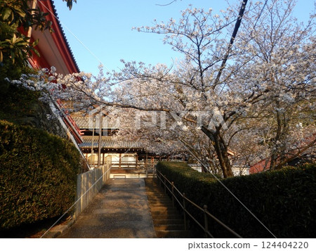 Evening cherry blossoms at Kimiidera Temple Evening cherry blossoms at Kimiidera Temple 124404220