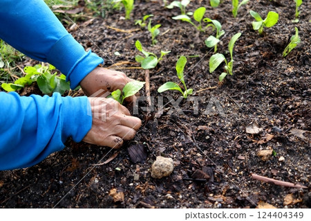 Hand planting Mock pakchoi. 124404349