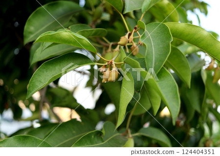 Spanish cherry growing on branch. 124404351