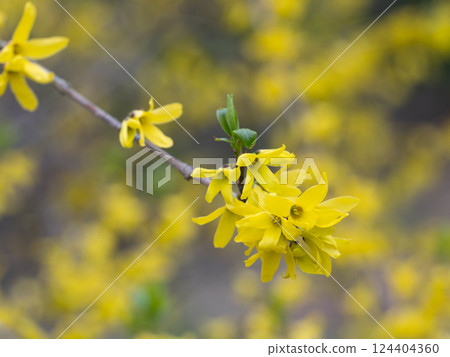 連翹，一種預示春天到來的花 124404360