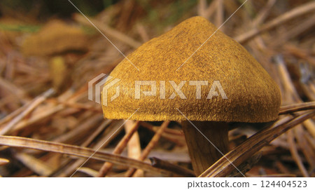Wild Mushroom, Sierra de Guadarrama National Park, Spain Wild Mushroom, Sierra de Guadarrama National Park, Spain 124404523