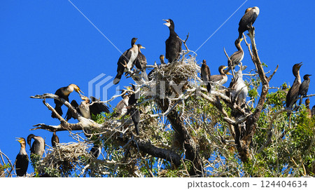 Reed cormorant, Chobe National Park, Botswana 124404634