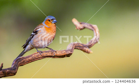 Chaffinch 124404636