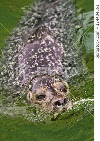 Harbour Seal, Deltapark Neeltje-Jans, Netherlands 124404661