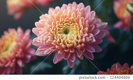 粉色菊花背景AI圖片 124404809