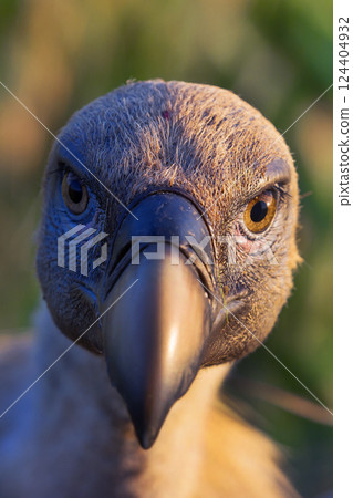 Eurasian Griffon Vulture 124404932