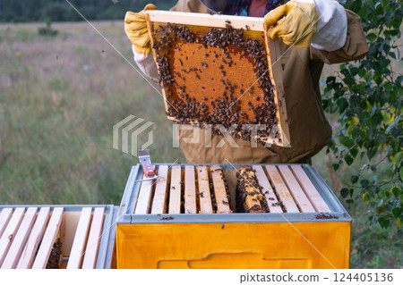 A beekeeper, a woman in a protective suit against bee stings, holds a frame with honey from a bee hive in her hands. Beekeeping, care of the hive A beekeeper, a woman in a protective suit against bee stings, holds a frame with honey from a bee hive in her hands. Beekeeping, care of the hive 124405136