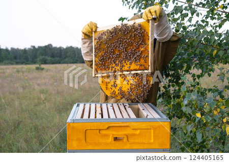 A beekeeper, a woman in a protective suit against bee stings, holds a frame with honey from a bee hive in her hands. Beekeeping, care of the hive A beekeeper, a woman in a protective suit against bee stings, holds a frame with honey from a bee hive in her hands. Beekeeping, care of the hive 124405165