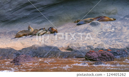 Galapagos Sea Lion, Galapagos National Park 124405262