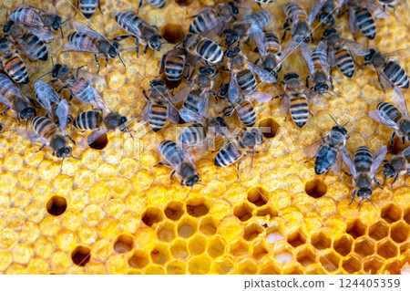 Bees sit on honeycombs with honey in a bee frame in a beehive close-up. Beekeeping, sealing honeycombs with wax and pouring honey, breeding and keeping bees 124405359