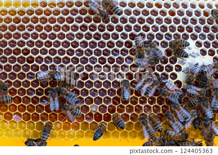 Bees sit on honeycombs with honey in a bee frame in a beehive close-up. Beekeeping, sealing honeycombs with wax and pouring honey, breeding and keeping bees Bees sit on honeycombs with honey in a bee frame in a beehive close-up. Beekeeping, sealing honeycombs with wax and pouring honey, breeding and keeping bees 124405363