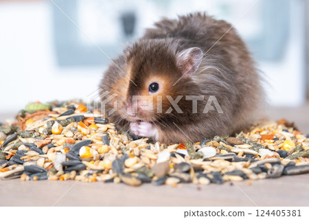 Funny fluffy Syrian hamster sits on a handful of seeds and eats and stuffs his cheeks with stocks. Food for a pet rodent, vitamins. Close-up 124405381