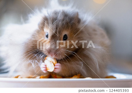 Funny fluffy Syrian hamster sits on a handful of seeds and eats and stuffs his cheeks with stocks. Food for a pet rodent, vitamins. Close-up 124405393
