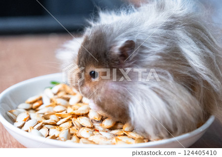 Funny fluffy Syrian hamster sits on a handful of seeds and eats and stuffs his cheeks with stocks. Food for a pet rodent, vitamins. Close-up 124405410