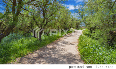 Tamarisk, Tablas de Daimiel National Park, Spain 124405428