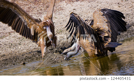 Griffon Vulture, Monfrague National Park, Spain 124405431
