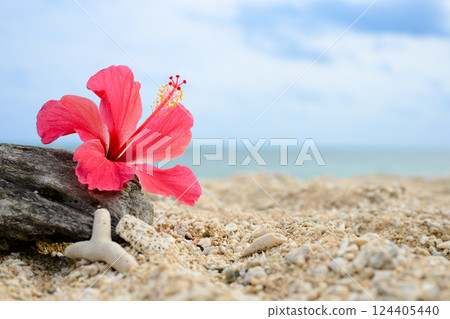 Blue sea, blue sky and hibiscus 124405440