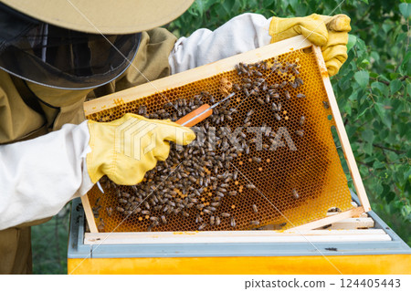 A beekeeper, a woman in a protective suit against bee stings, holds a frame with honey from a bee hive in her hands. Beekeeping, care of the hive 124405443