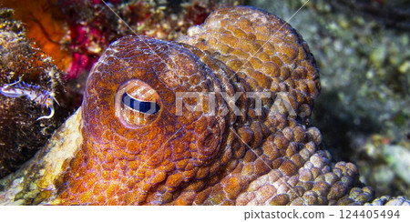 Common Octopus, Cabo Cope-Puntas del Calnegre Natural Park, Spain Common Octopus, Cabo Cope-Puntas del Calnegre Natural Park, Spain 124405494